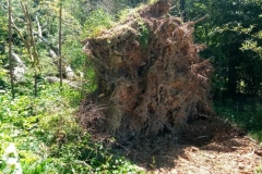 Tree Removal-Nashville, Franklin, Brentwood, Green Hills, Forest Hills