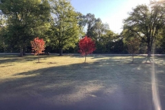 Tree Service-Nashville, Brentwood, Franklin, Green Hills