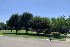 Tree Services for Davidson, Wiliamson, Sumner, Wilson Counties